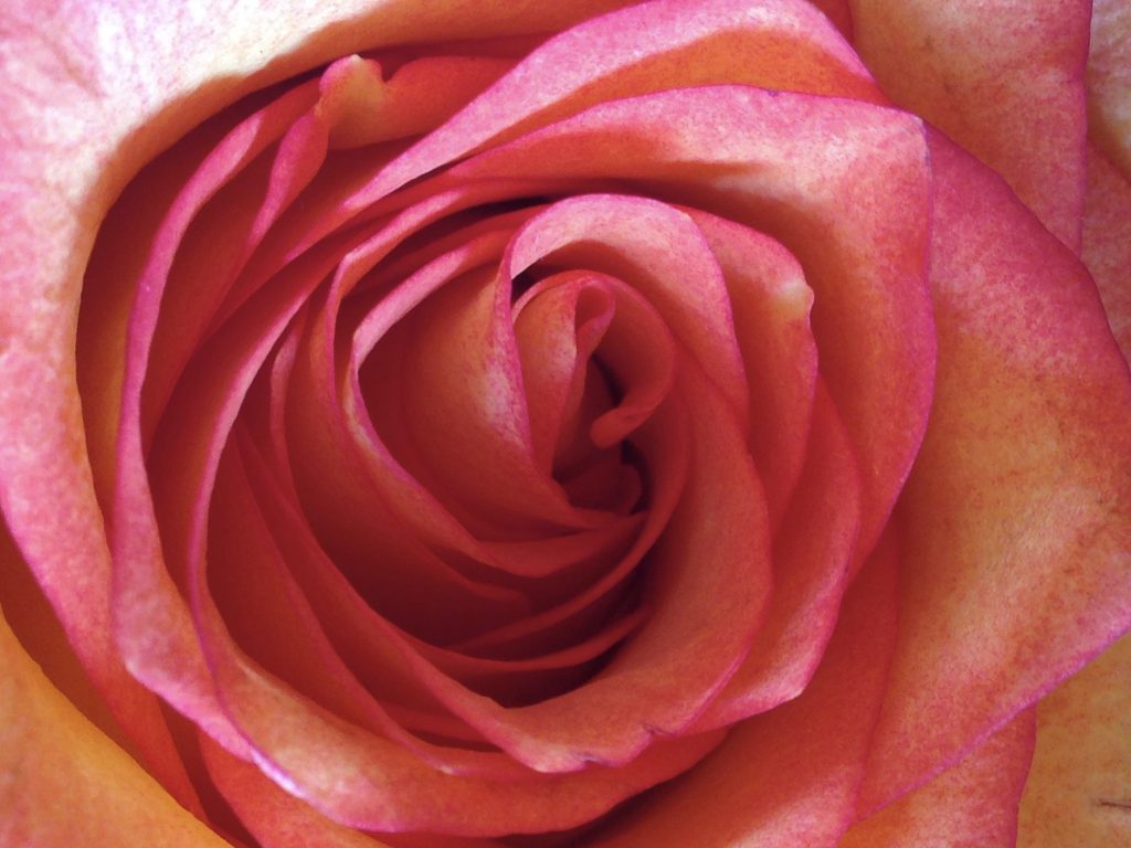 rose, reiki master, reiki training